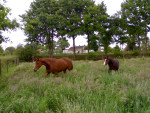 ZZ M en Asha